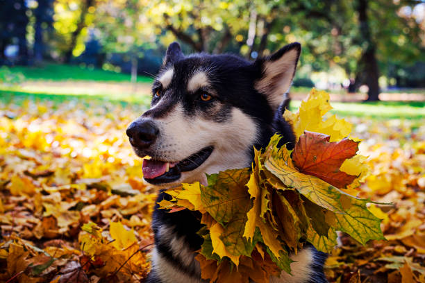 istock Cute dog with leaves in autumn park 1067115948