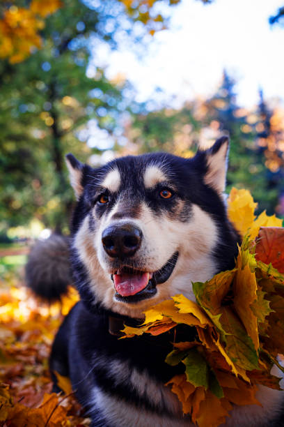 istock Cute dog with leaves in autumn park 1067115964