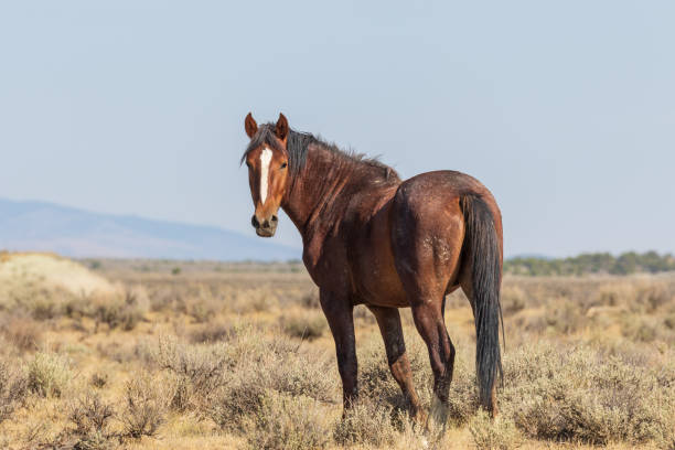 istock Wild Horse in the High Desert 1067116094