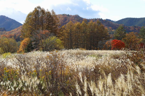 istock Japanes autumn scene in November 1067116620