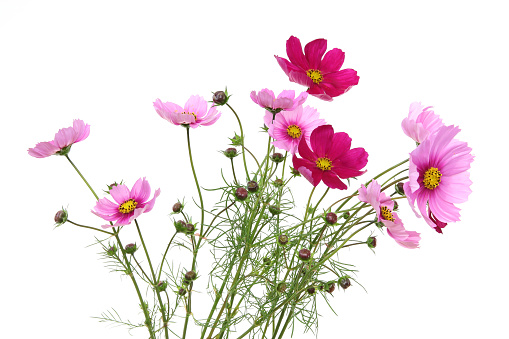 Pictured a bouquet of cosmos in a white background.
