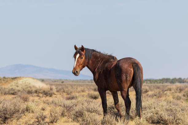 istock Wild Horse in the High Desert 1067116640
