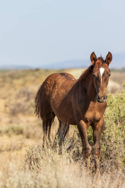 istock Wild Horse in the High Desert 1067116652