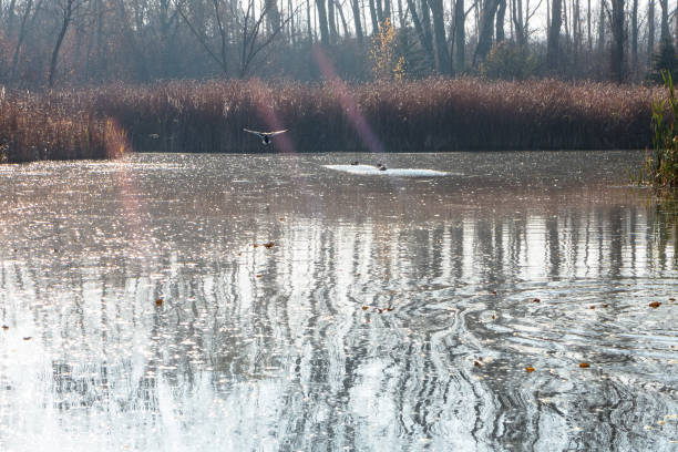 istock Ducks at City Park 1067117024