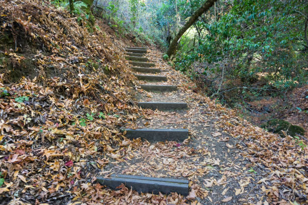 Hiking trail in Palo Alto Foothills Park, San Francisco bay area, California