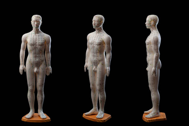 Alternative medicine and east asian healing methods concept with multiple angle view of full size acupuncture dummy model isolated on black background with clipping path cutout Alternative medicine and east asian healing methods concept with multiple angle view of full size acupuncture dummy model isolated on black background with clip path cut out acupuncture model stock pictures, royalty-free photos & images