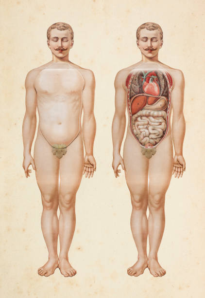 Steel engraving human body with inner organs illustrationOriginal edition from my own archivesSource : Platen Heilmethode 1894
