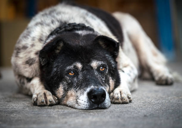 ładny czarno-biały pies kładąc się relaksujący i patrząc w górę na kamerę - dog lying down tired street zdjęcia i obrazy z banku zdjęć