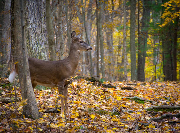istock Female Deer Walking in a Park alone 1067122608