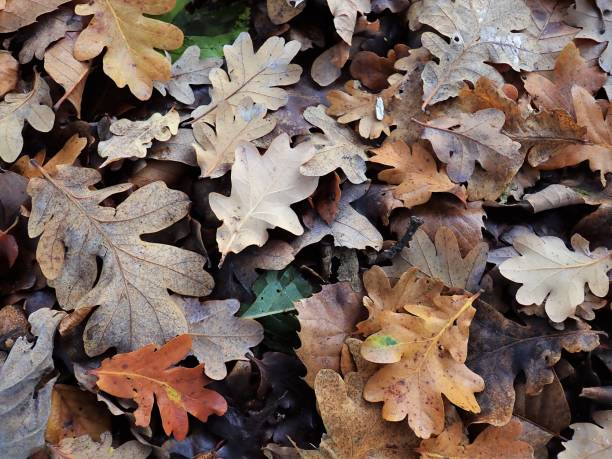istock Close-up of autumn leaves 1067123052