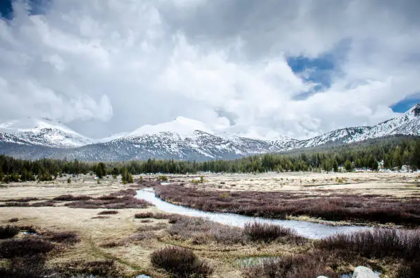 Early spring meadow scene along Tioga Pass in Yosemite National Park in California