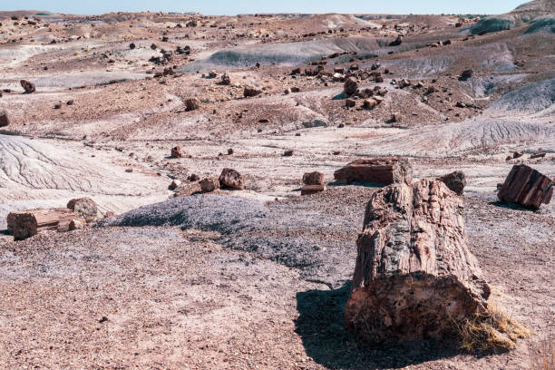 wiele skamieniałych kłód drzewnych w słońcu parku narodowego petrified forest w arizonie - petrified forest national park zdjęcia i obrazy z banku zdjęć
