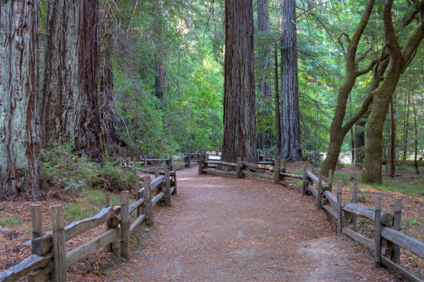istock Sunlit Path Through Giant Redwood Forest at Big Basin State Park 1067130738