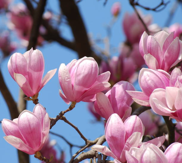 istock Pink magnolia flowers 1067131056