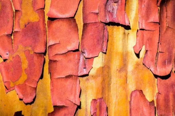 Close up of Madrone tree (Arbutus menziesii) peeling bark, California