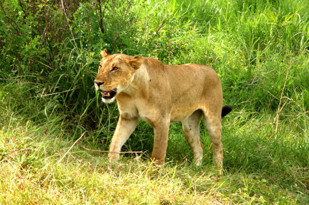 istock Wild Lion in African National Park 1067133756
