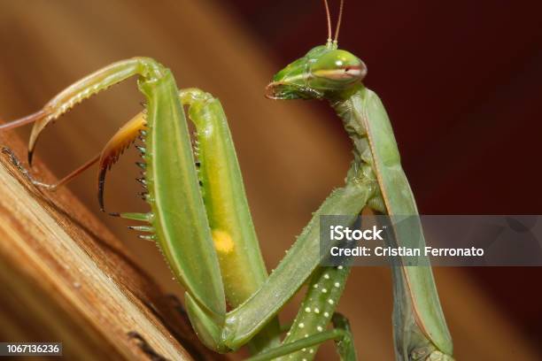 La Mantide Verde - Fotografie stock e altre immagini di Animale - Animale, Animale selvatico, Antenna - Parte del corpo animale
