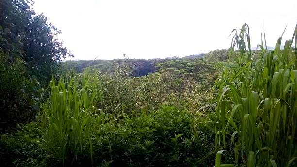 istock Keahua Arboretum (Kauai) 1067137068