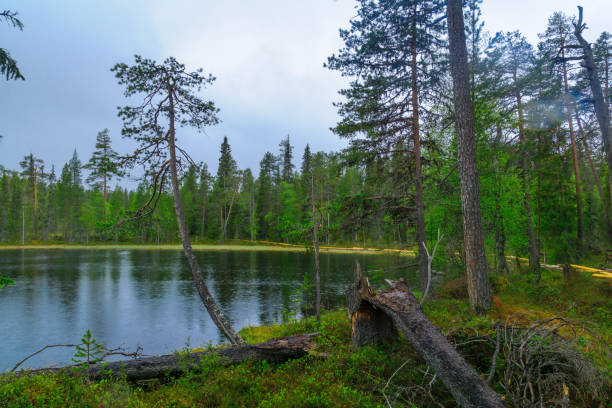 istock Oulanka National Park, Finland 1067139262