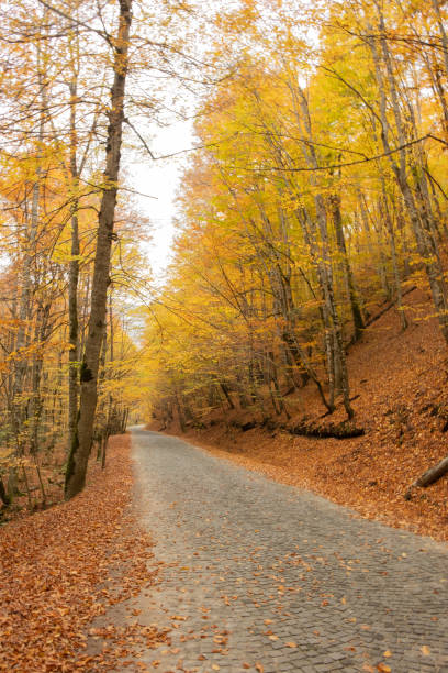 istock Autumn  leaves and park road 1067139442