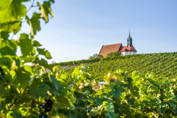 weinberg, wallfahrtskirche maria im weingarten und blauer himmel in der sonne in der nähe der stadt volkach, umrahmt von weinreben und weinblätter - vineyard ripe crop vine stock-fotos und bilder