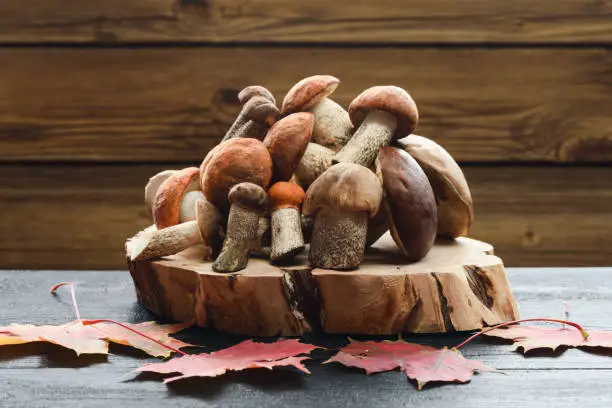 Autumn still-life. Wild forest mushrooms. Heap of porcini mushrooms on wood slab on dark background copyspace