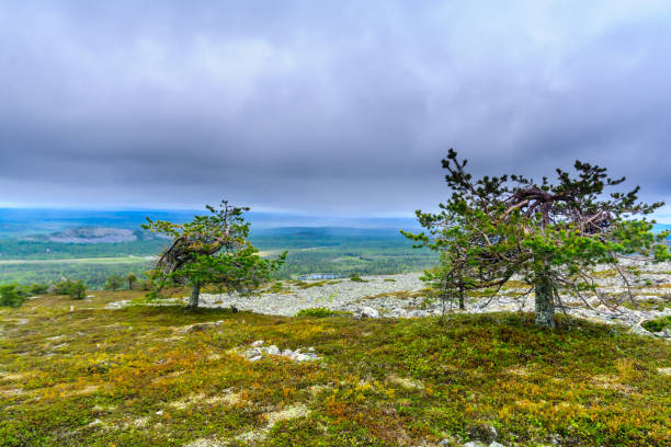 Landscape from the summit of Ukko-Luosto Fell, in Pyha-Luosto National Park, Lapland, Finland