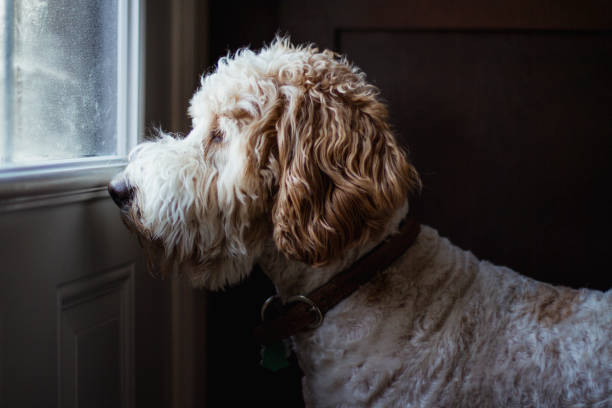 chien qui regarde jeter une fenêtre - door attendant photos et images de collection