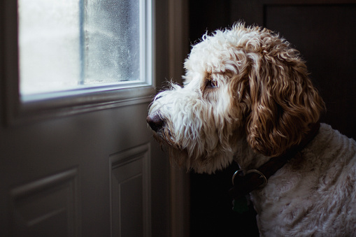 A domesticated upset Golden Retriever looking out a window and missing his owner