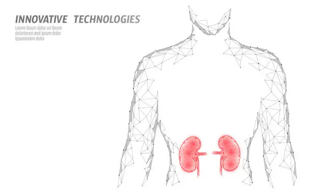 Vector illustration of Kidneys internal organ men silhouette 3d low poly geometric model. Urology system medicine treatment. Future science technology polygonal geometric wire mesh vector illustration