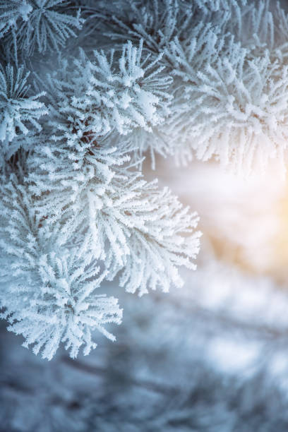 istock Winter scene background - Frosted pine branches 1067152066