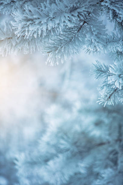 istock Winter scene background - Frosted pine branches 1067152072