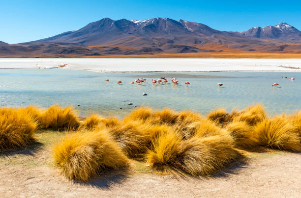 landschaft der lagune canapa, bolivien - laguna colorada stock-fotos und bilder