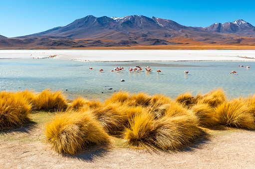 The colorful Canapa lagoon in the Andes mountain range of Bolivia with Andes grass, James and Andean flamingos as well as a white borax island near the Uyuni salt flat, South America.