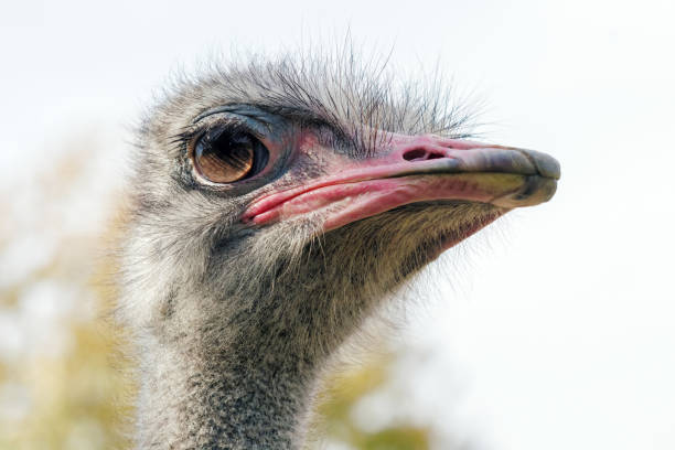 istock Ostrich Close up portrait, Close up ostrich head (Struthio camelus) 1067156312
