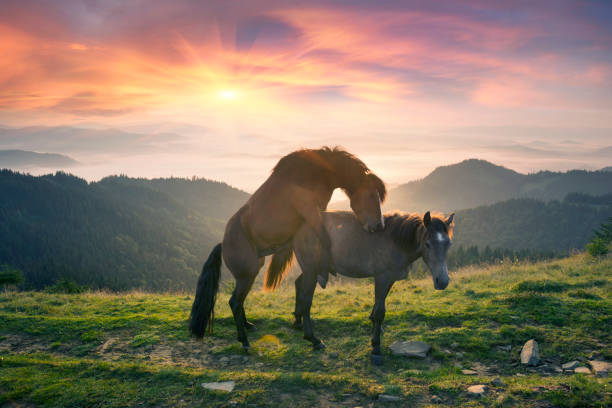 istock Horses and sex 1067156600