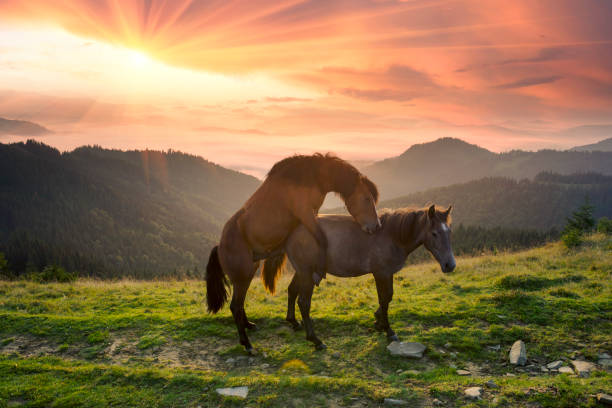 istock Horses and sex 1067156656