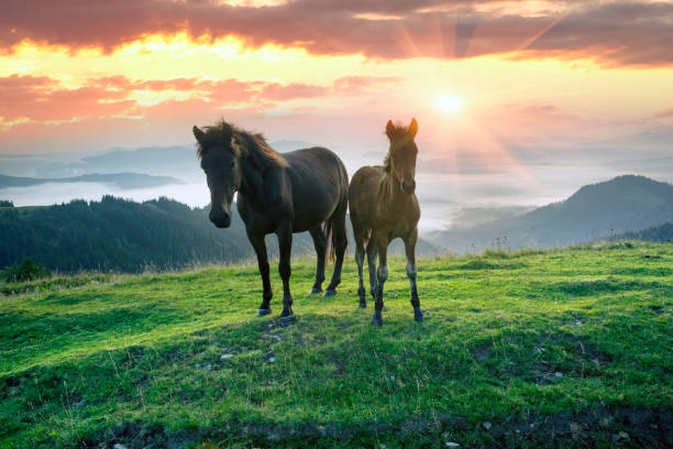 istock Horses in the sunlight 1067156918