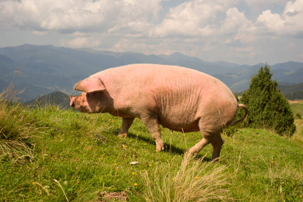 Pigs living in the mountains. Pigs in Caucasus mountain, Georgia.