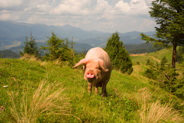 Animal farm in Scotland.