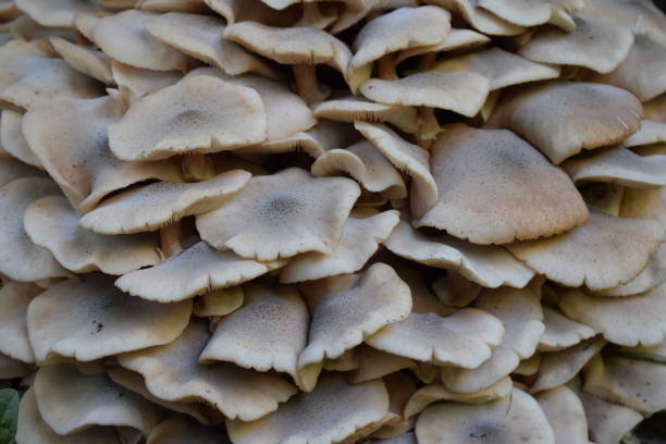istock Woodland Forest Mushrooms in Autumn 1067158672