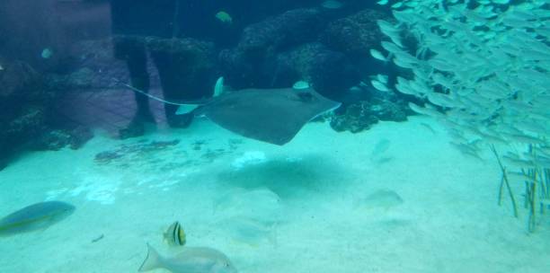 istock Sting Ray Near the Ocean Floor 1067158864