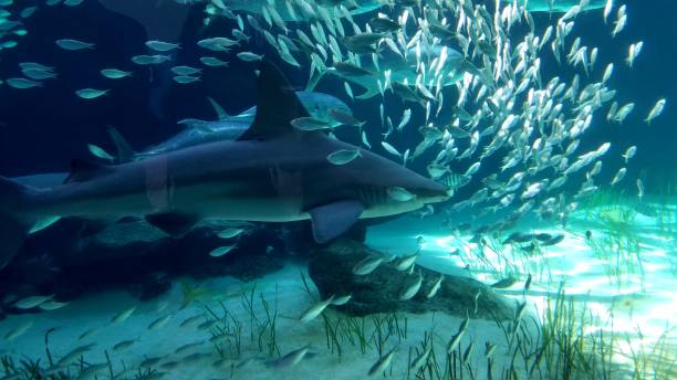 requin de sable piscine directement par une école de poisson - sand tiger shark photos et images de collection