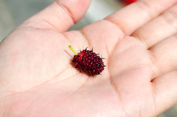 Fresh mulberry fruits