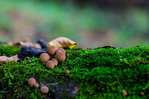 inedible mushrooms in the forest in autumn