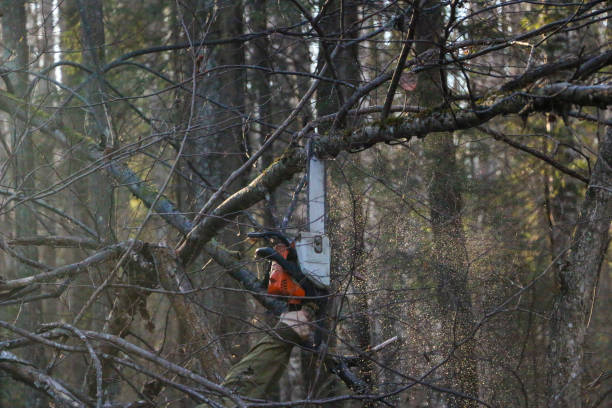 istock Woodcutter saws tree with chainsaw in forest. A woodcutter's hand with a chainsaw saws off a branch, shavings and sawdust from sawing fly apart. 1067162872