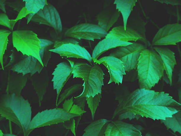 istock Virginia creeper leaves closeup background 1067162926