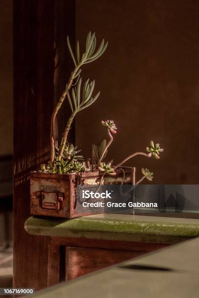 Succulent Still Life Stock Photo - Download Image Now - Beauty, Beauty In Nature, Botany