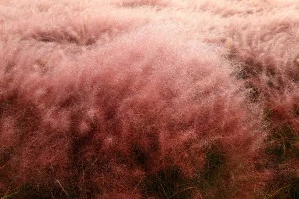 a beautiful scene with Pink Muhly Grass