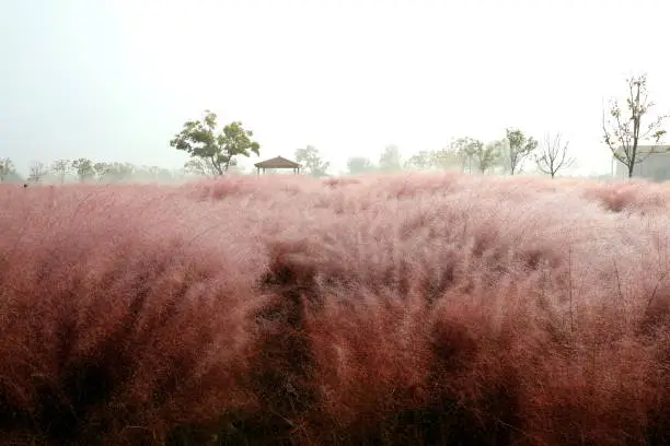 a beautiful scene with Pink Muhly Grass